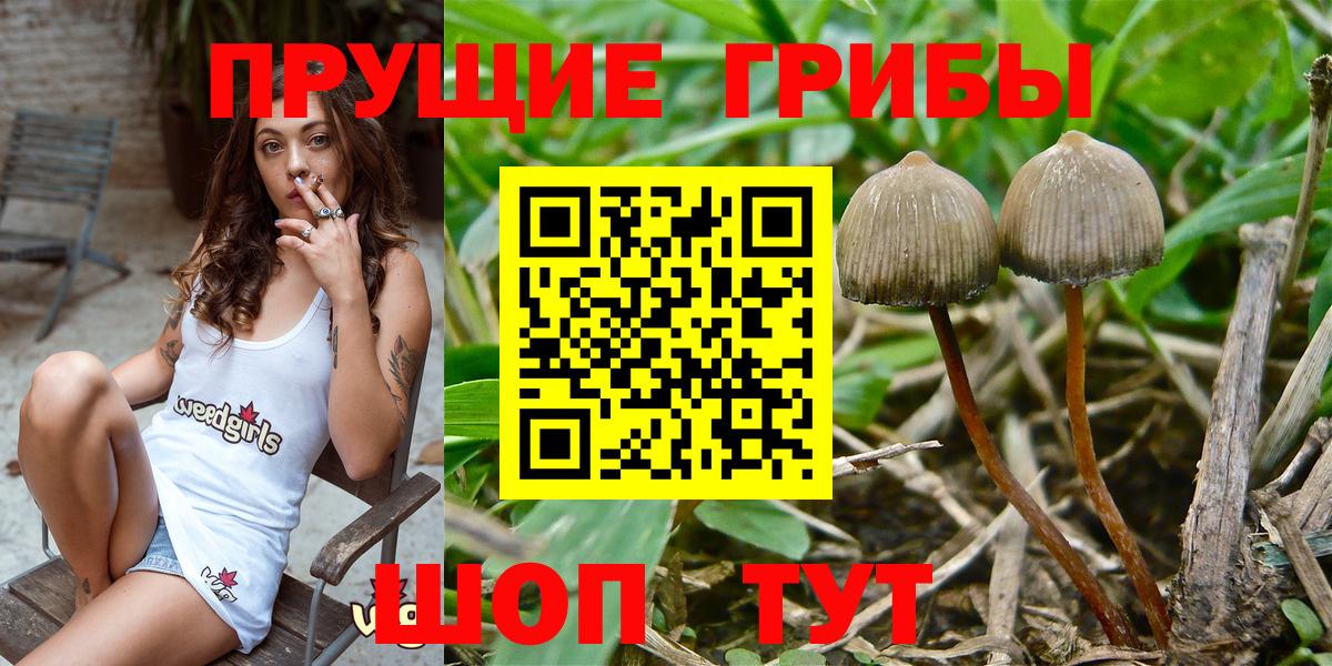 Псилоцибиновые грибы Psilocybe  Вход с VPN  купить наркоту  Псилоцибиновые грибы мицелий  Гусев 